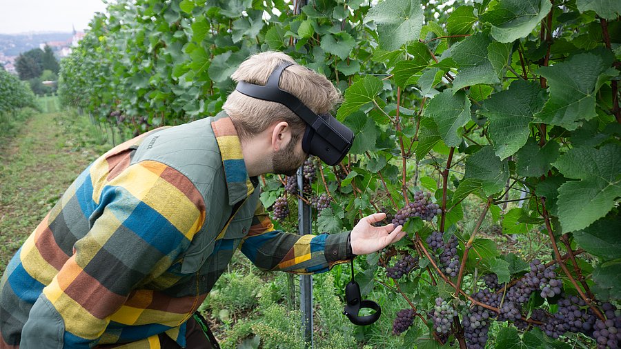 Ein Winzer betrachtet mit einer VR-Brille Weinreben, um sich Informationen zu Wachstum, Gesundheitszustand oder Schädlingsbefall anzeigen zu lassen.