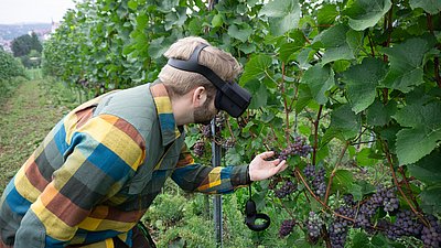 Ein Winzer betrachtet mit einer VR-Brille Weinreben, um sich Informationen zu Wachstum, Gesundheitszustand oder Schädlingsbefall anzeigen zu lassen.