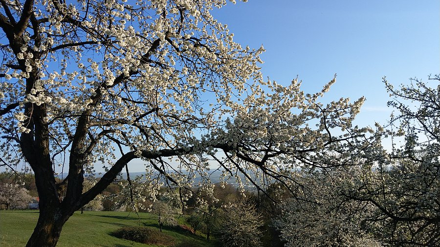 Das Bild zeigt blühende Süßkirschbäume auf einer Streuobstwiese an einem sonnigen Frühlingstag mit blauem Himmel. 