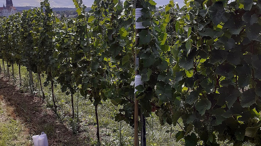 Wetterstation zur Erfassung von Wetter- und Umweltdaten im Weinberg.