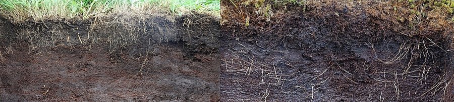 Der oberste Teil eines Erdhochmoor-Bodenprofils im linken Bildteil neben dem obersten Teil eines naturnahen Hochmoorbodenprofil im rechten Bildteil.